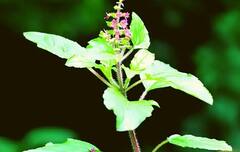 Tulsi Upay: તમારા ઘરના મંદિરમાં રાખો તુલસીના મૂળ, જાણો શું થશે લાભ