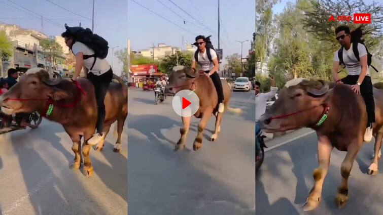 man rode a buffalo people called him Yamraj video viral on social media Video: भागो भागो यमराज आया...शख्स ने की भैंस की सवारी तो यूजर्स ने ले लिए मजे