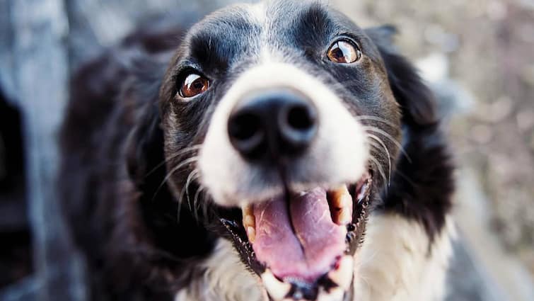 central government banned 23 breed dog in india know list Dog Ban In India: நாய் பிரியர்களே! இந்த 23 வகை நாய்களை வளர்க்க இந்தியாவில் தடை - என்னென்ன தெரியுமா?
