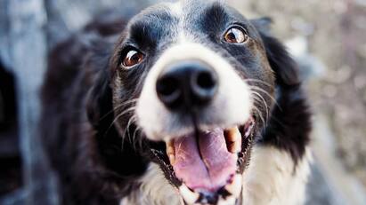 central government banned 23 breed dog in india know list Dog Ban In India: நாய் பிரியர்களே! இந்த 23 வகை நாய்களை வளர்க்க இந்தியாவில் தடை - என்னென்ன தெரியுமா?