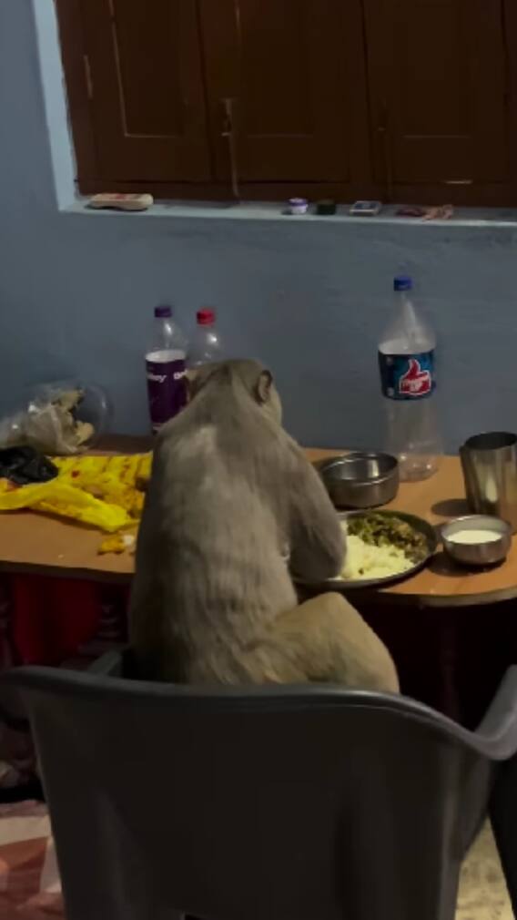 बंदर का अफसर वाला अंदाज देखा है कभी?