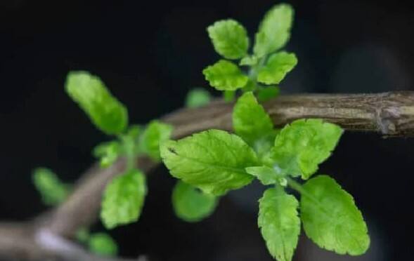 આમ કરવાથી વ્યક્તિ શનિ દોષ સહિત અનેક પ્રકારના દોષોથી મુક્તિ મેળવી શકે છે. આ ઉપરાંત ઘરમાં સુખ-સમૃદ્ધિ પણ રહે છે. જો તમને ધનની તંગીનો સામનો કરવો પડી રહ્યો હોય તો તુલસીના મૂળને લાલ કપડામાં બાંધીને તમારા ઘરના મંદિરમાં રાખો અને દરરોજ તેની પૂજા કરો. આમ કરવાથી વ્યક્તિની આર્થિક સમસ્યાઓ દૂર થાય છે.