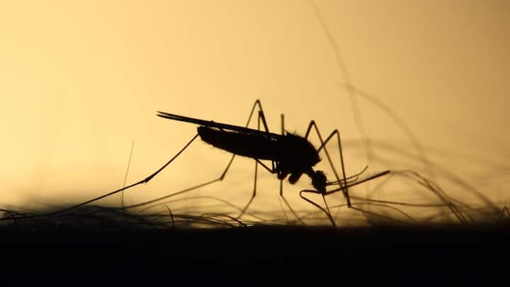 Kerala: West Nile Fever Outbreak Confirmed In Kozhikode, 5 Cases Detected So Far Kerala: West Nile Fever Outbreak Confirmed In Kozhikode, 5 Cases Detected So Far