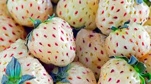 Pineberry You have heard of strawberry and blueberry, but what is this pineberry let's know Pineberry: ਸਟ੍ਰਾਬੇਰੀ ਅਤੇ ਬਲੂਬੇਰੀ ਤਾਂ ਸੁਣਿਆ ਪਰ ਕੀ ਹੈ ਇਹ ਪਾਈਨਬੇਰੀ ? ਆਓ ਜਾਣੀਏ