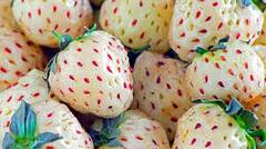 Pineberry: ਸਟ੍ਰਾਬੇਰੀ ਅਤੇ ਬਲੂਬੇਰੀ ਤਾਂ ਸੁਣਿਆ ਪਰ ਕੀ ਹੈ ਇਹ ਪਾਈਨਬੇਰੀ ? ਆਓ ਜਾਣੀਏ