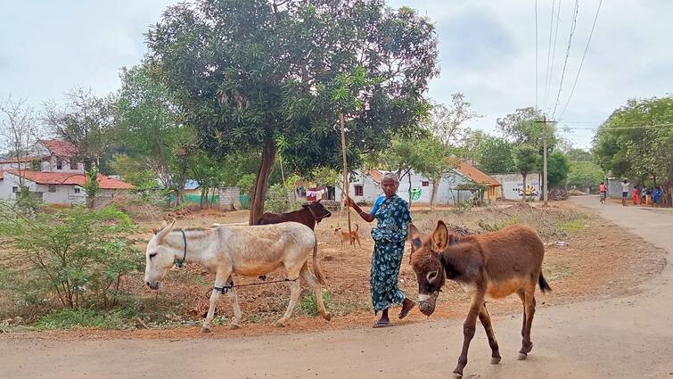 Thanjavur News Donkey milk sale heavy know full details 