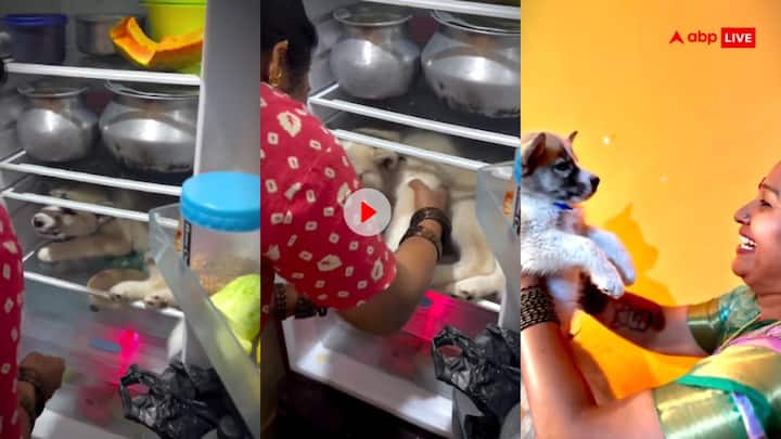 smart dog To escape the heat the dog sits in its owners refrigerator viral video Video: गर्मी से बचने के लिए कुत्ते ने लगाया गजब का जुगाड़...वीडियो देख नहीं रुकेगी हंसी