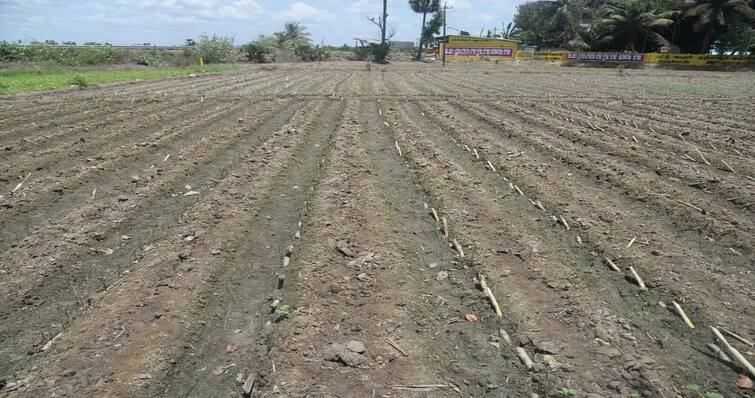 Agriculture news Pongal sugarcane cultivation is busy at Surakottai near Thanjavur - TNN தஞ்சை அருகே சூரக்கோட்டையில் பொங்கல் கரும்பு சாகுபடி பணிகள் மும்முரம்