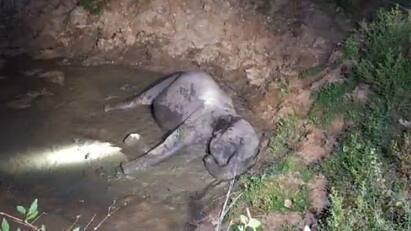 Female elephant killed by train in near Palakkad இரவு நேரத்தில் ரயில்பாதையை கடக்க முயன்ற யானை ரயில் மோதி உயிரிழப்பு! பாலக்காட்டில் சோகம்!