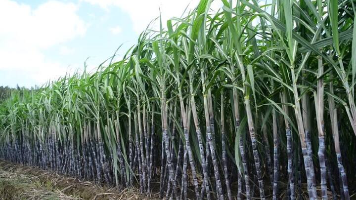 தஞ்சை அருகே சூரக்கோட்டையில் பொங்கல் கரும்பு சாகுபடி பணிகள் மும்முரம்