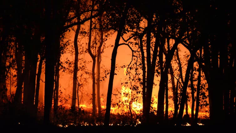 Wet wood does not catch fire then why are the forests of Uttarakhand struggling with fire गीली लकड़ी में तो आग नहीं लगती, फिर आग से क्यों जूझ रहे उत्तराखंड के जंगल?