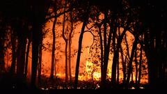 गीली लकड़ी में तो आग नहीं लगती, फिर आग से क्यों जूझ रहे उत्तराखंड के जंगल?