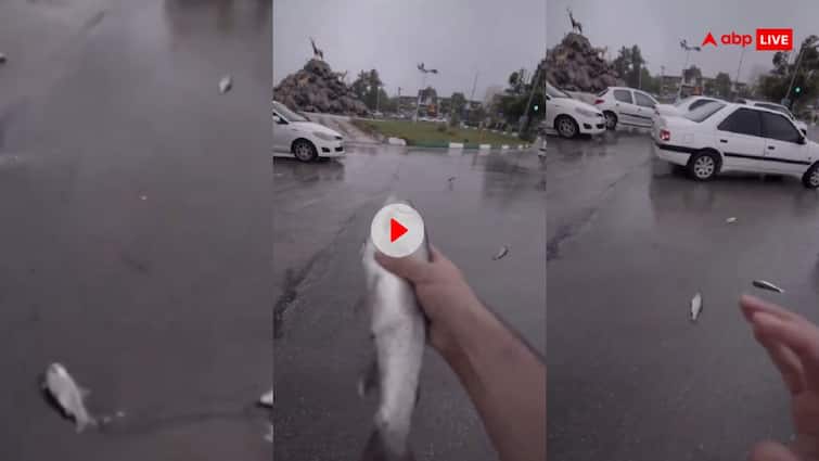 Fish rain in Iran falling many Fishes from the sky video viral on Social Media Video: यहां हुई मछलियों की बारिश, सड़क पर आसमान से गिरने लगीं सैकड़ों मछलियां- वीडियो वायरल
