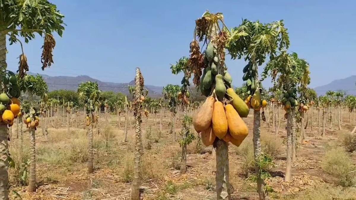 தருமபுரி: வறட்சியால், காய்ந்து கருகி வரும் பப்பாளி தோட்டம்... ஏக்கருக்கு ரூ.1 லட்சம் பாதிப்பு - விவசாயிகள் கவலை