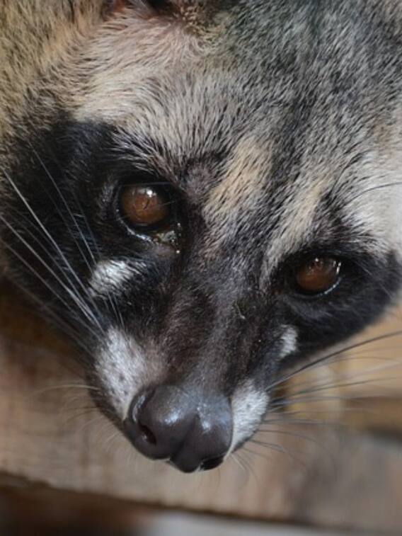 इस बिल्ली की पॉटी से बनती है कॉफी!