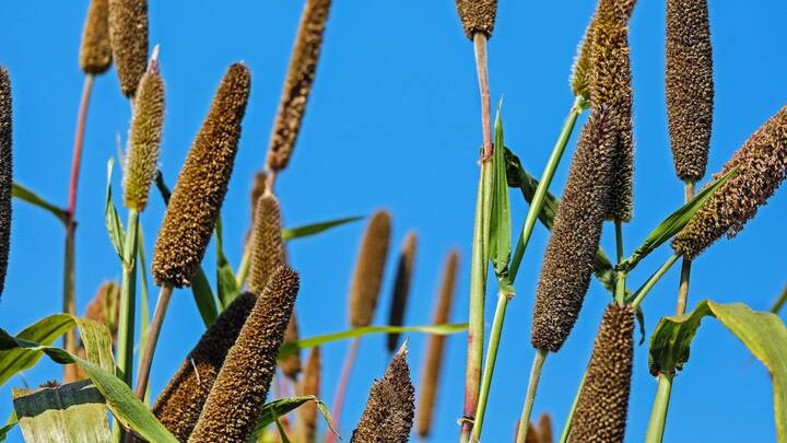 সবুজ পাতা এবং শাকসবজিতে আছে ফাইবার, ভিটামিন ও মিনারেলস। বাঁধাকপির মতো দেখতে ব্রাসেলস স্প্রাউটের মধ্যেও থাকে প্রচুর পরিমাণে প্রোটিন। আপনি যদি একটি কাপের চারভাগ অংশের তিনভাগ ব্রাসেলস স্প্রাউট খান তাহলে একটি হাফবয়েল ডিমের প্রায় অর্ধেক প্রোটিন পাবেন। যাতে থাকবে খুব কমমাত্রায় ক্যালরি। (ছবি সৌজন্য- পিক্সাবে)