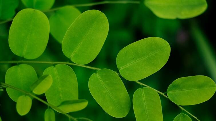 Drink moringa water every day on empty stomach for these amazing benefits Moringa Water: வெறும் வயிற்றில் முருங்கைக்கீரை தண்ணீர் குடிப்பது நல்லதா? நிபுணர்களின் பரிந்துரை என்ன?