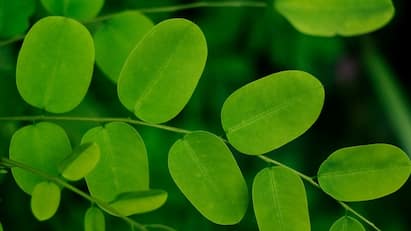 Drink moringa water every day on empty stomach for these amazing benefits Moringa Water: வெறும் வயிற்றில் முருங்கைக்கீரை தண்ணீர் குடிப்பது நல்லதா? நிபுணர்களின் பரிந்துரை என்ன?