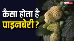 स्ट्रॉबेरी और ब्लूबेरी तो काफी सुना होगा,लेकिन क्या आप पाइनबेरी के बारे में जानते हैं? ये क्या होता है?