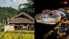 भारत में इस जगह लोगों के बिस्तर में सो जाते हैं सांप, हर घर में रहता है किंग कोबरा