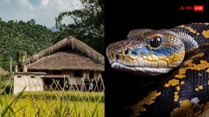 Snakes Village: महाराष्ट्र के सोलापुर में शेतपाल नाम के गांव में सांपों को पूजा जाता है, यहां के बच्चे भी जहरीले सांपों को गले में लपेट कर सोते हैं. हर घर में यहां सांप दिख जाते हैं.