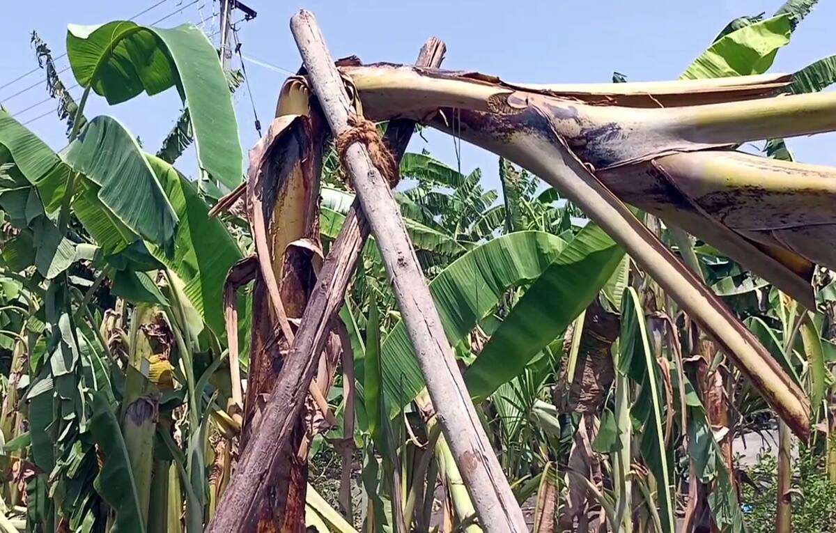 திண்டுக்கல்: திடீர் சூறாவளி காற்றால் அடியோடு சாய்ந்த வாழை மரங்கள் - விவசாயிகள் வேதனை