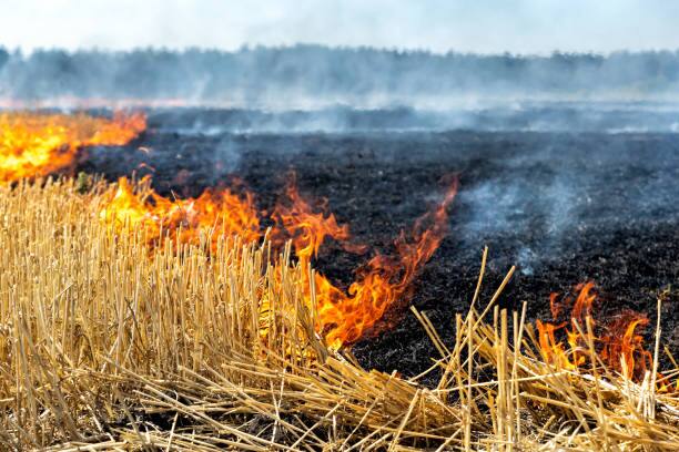 133 cases of setting fire to Wheat straw in one day in Punjab Wheat Straw: ਪੰਜਾਬ 'ਚ ਇੱਕ ਦਿਨ ਅੰਦਰ ਕਣਕ ਦੀ ਨਾੜ ਨੂੰ ਅੱਗ ਲਾਉਣ ਦੇ 133 ਕੇਸ, ਧੂੰਏਂ ਕਾਰਨ 2 ਥਾਵਾਂ 'ਤੇ ਭਿਆਨਕ ਹਾਦਸੇ 