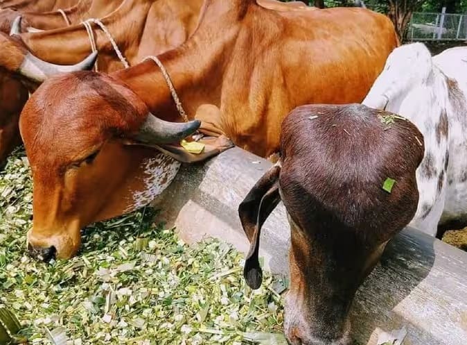 દુકાન બંધ કરતી વખતે કબાટને હાથથી બંધ કરો. તેને લાત મારીને બંધ ન કરવું જોઈએ, તેનાથી વાસ્તુ દોષ થાય છે. એવું માનવામાં આવે છે કે આનાથી વ્યવસાય પર નકારાત્મક અસર પડે છે. વેચાણને અસર થાય છે.ધંધામાં પ્રગતિ માટે દરરોજ સૂર્યોદય પહેલા જાગીને લોટ ગાયને ખવડાવો. આ ઉપાય કર્યા પછી ઉંઘવાનું નથી. એવું માનવામાં આવે છે કે તેનાથી વેપારમાં ધન અને સમૃદ્ધિની કમી નથી.