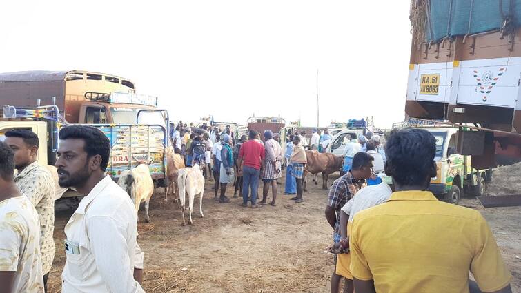 Thanjavur Weekly Cattle Market Farmers and traders happy - TNN தஞ்சை அருகே வாரந்தோறும் தவறாமல் நடக்கும் மாட்டுச்சந்தை: விவசாயிகள், வியாபாரிகள் மகிழ்ச்சி