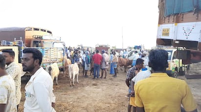 Thanjavur Weekly Cattle Market Farmers and traders happy - TNN தஞ்சை அருகே வாரந்தோறும் தவறாமல் நடக்கும் மாட்டுச்சந்தை: விவசாயிகள், வியாபாரிகள் மகிழ்ச்சி