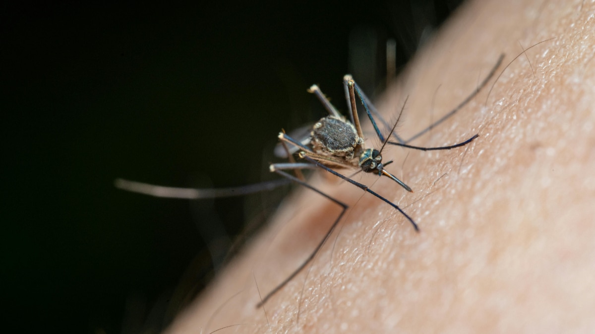 Are dengue and malaria mosquitoes present outside India also Know what is  the condition of other countries | क्या भारत के बाहर भी होते हैं डेंगू,  मलेरिया के मच्छर... जानिए दूसरे देशों