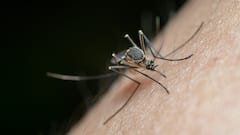 क्या भारत के बाहर भी होते हैं डेंगू, मलेरिया के मच्छर... जानिए दूसरे देशों का क्या है हाल?