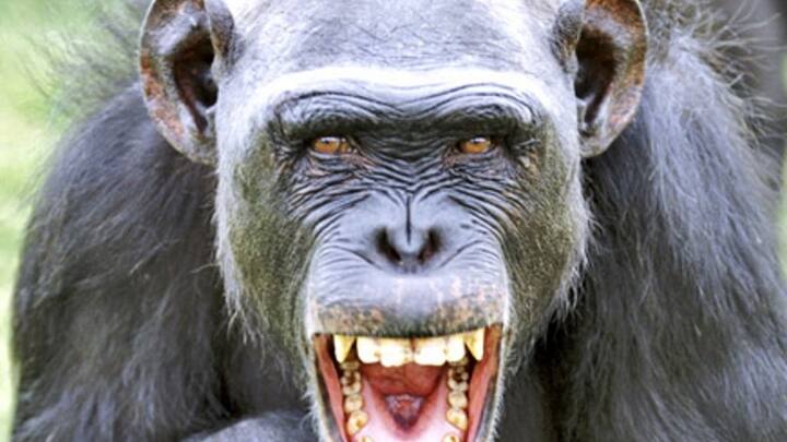 आप कई जगहों पर बंदर और चिंपांजी को हंसते हुए देखा होगा. यह भी इस बात के संकेत है कि जानवर भी इंसानों तरह हंसते हैं.