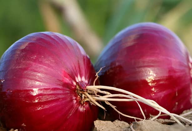 Anil Ghanvat criticized the government on the issue of onion export ban agriculture News सरकारच्या गोंधळामुळं कांदा बंदरावर सडतोय, निर्यातीला सरकारचा खोडा, अनिल घनवटांचा निशाणा