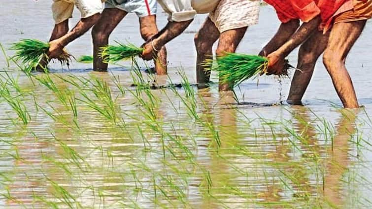 Agricultural NewsThis type of paddy will be beneficial for farmers ripens in 93 days yield is more than 30 quintals abpp Agriculture News: ਝੋਨੇ ਦੀ ਇਹ ਕਿਸਮ ਕਰੇਗੀ ਕਿਸਾਨਾਂ ਦੇ ਵਾਰੇ-ਨਿਆਰੇ, 93 ਦਿਨ 'ਚ ਪੱਕਦੀ, 30 ਕੁਇੰਟਲ ਤੋਂ ਵੱਧ ਝਾੜ