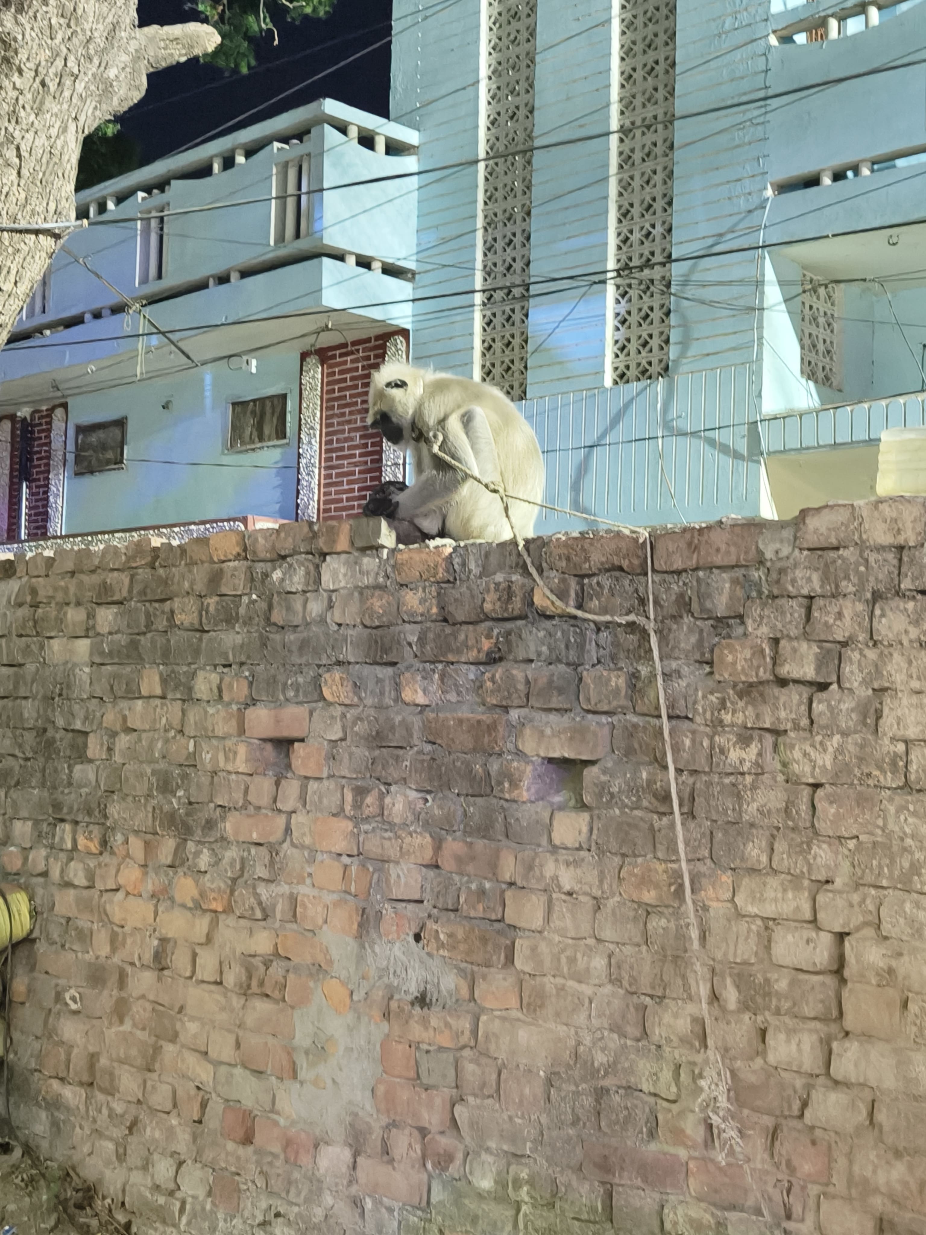 Basti News: बस्ती के बीजेपी कार्यालय में बंदर की लगाई गई ड्यूटी! वजह जान चौंक जाएंगे आप