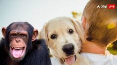 ये तो आप जानते हैं कि जानवर रोते हैं, लेकिन क्या ये हंसते भी हैं?