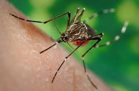 West Nile Fever: West Nile Fever spreading caused by mosquito bites what are the symptoms West Nile Fever: ਤੇਜ਼ੀ ਨਾਲ ਫੈਲ ਰਿਹਾ ਹੈ ਵੈਸਟ ਨਾਈਲ ਫੀਵਰ, ਕੀ ਇਹ  ਵੀ ਹੁੰਦਾ ਹੈ ਮੱਛਰ ਦੇ ਕੱਟਣ ਨਾਲ? ਜਾਣੋ ਕੀ ਹਨ ਲੱਛਣ..