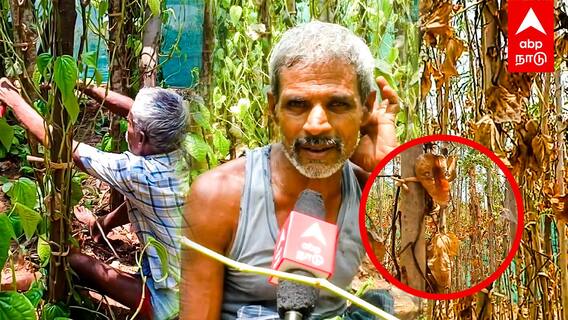 Dharmapuri News : கருகும் வெற்றிலை கொடிகள்”அரசு உதவி செய்ய வேண்டும்”கதறும் விவசாயிகள்