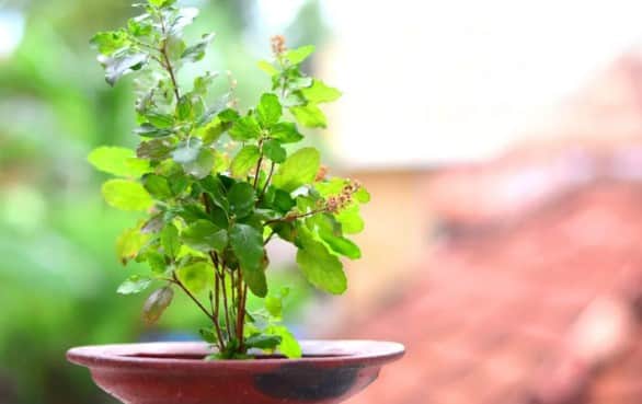 Keep a Tulsi plant in this direction in your house તમારા ઘરે આ દિશામાં રાખો તુલસીનો છોડ,  માતા લક્ષ્મીનો વાસ રહેશે