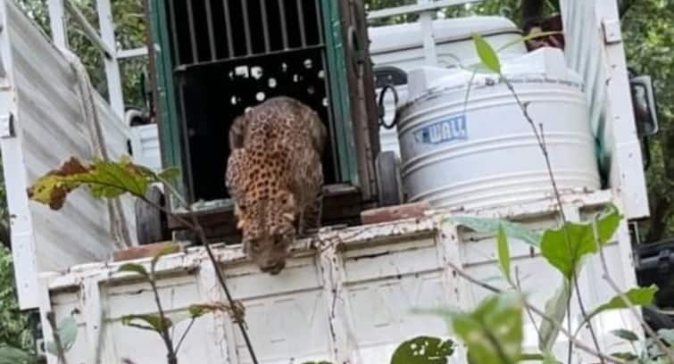 Gorakhpur News Shaheed Ashfaq Ullah Zoological Park leopard released into forest ann Gorakhpur News: 10 दिन बाद चिड़ियाघर से विदा हुआ नया मेहमान, घायल तेंदुए को इलाज के बाद जंगल में छोड़ा