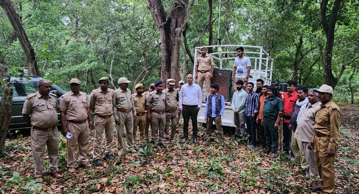 Gorakhpur News: 10 दिन बाद चिड़ियाघर से विदा हुआ नया मेहमान, घायल तेंदुए को इलाज के बाद जंगल में छोड़ा