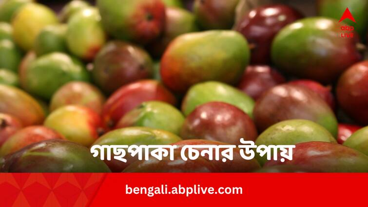 Know Difference Between Artificially Ripen And Naturally Ripen Mango In Bengali Mango Buying Tips: কার্বাইডে পাকা আমের সঙ্গে গাছপাকা আমের তফাত  কোথায় ? বুঝবেন কীভাবে ?