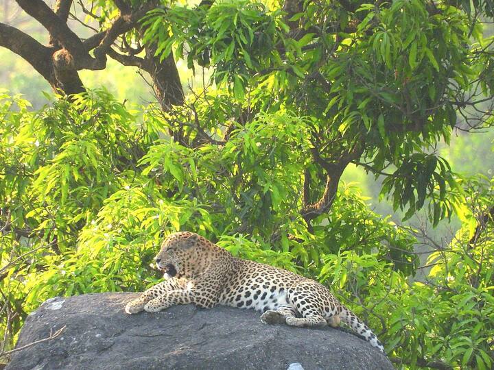 राजस्थान के माउंट आबू, जवाई बांध के आसपास के क्षेत्र में लेपर्ड की तादाद लगातार बढ़ती जा रही है. साथ ही जगलों में अतिक्रमण भी बढ़ रहा है, जिसके चलते जंगली जानवरों पर लगातार संकट मंडरा रहा है. ऐसे में जंगली जानवर खाने-पीने की तलाश में आबादी क्षेत्र में निकल रहे हैं. इसी के चलते जोधपुर के पहाड़ी क्षेत्र सहित अन्य कई जगह पर लेपर्ड नजर आ रहे हैं.