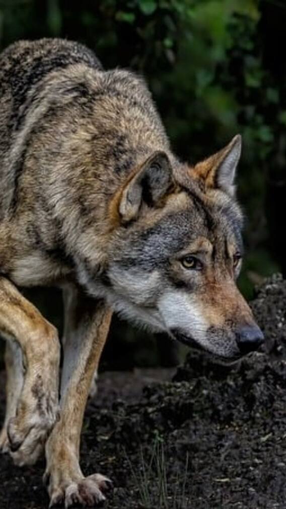 क्या रात में कुत्तों को भूत दिखते हैं?