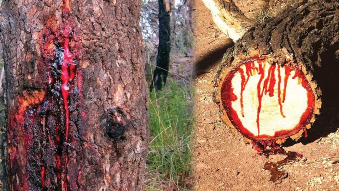 ये है दुनिया का वो एकमात्र पेड़, जिसे काटने पर खून निकलता है! इंसान की तरह है सिस्टम? This is the only tree in the world which bleeds when cut Is the system like a human being ये है दुनिया का वो एकमात्र पेड़, जिसे काटने पर खून निकलता है! इंसान की तरह है सिस्टम?