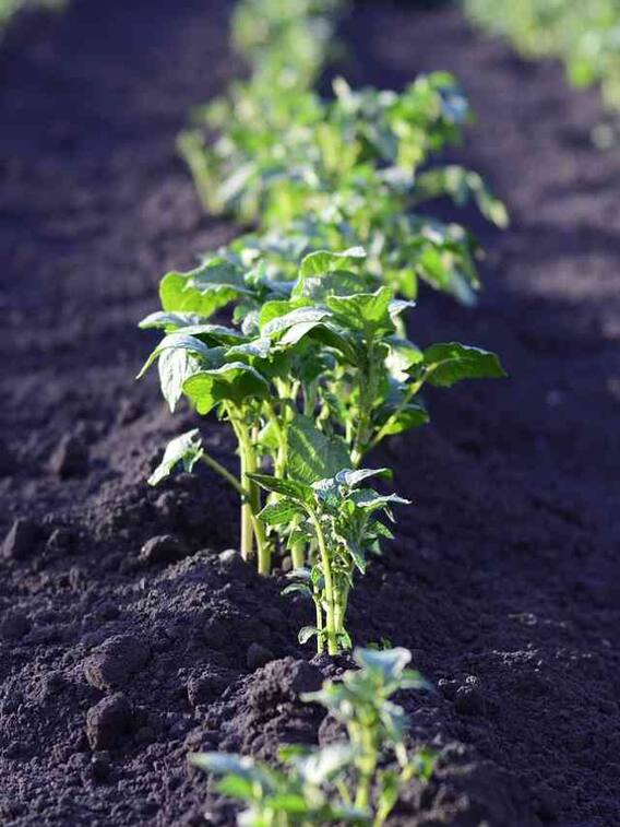 रोज काम आते हैं आलू, घर पर ऐसे लगा सकते हैं