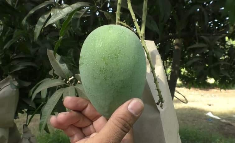 A farmer in Navsari developed a different variety of mango નવસારીના ખેડૂતે એક અલગ જ કેરીની જાત વિકસાવી, કેસરને પણ આપશે ટક્કર, જાણો એક નંગનો ભાવ