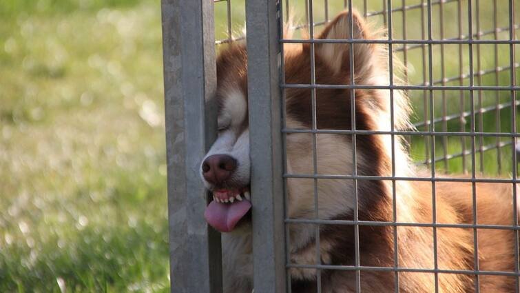 Animal Husbandry Department Dog Breeds Handling Public Instruction and Rules Foreign Dog Breed : நாய் வளர்ப்போர் கவனத்திற்கு: இந்த 23 வெளிநாட்டு நாய்கள் வளர்க்க தடை