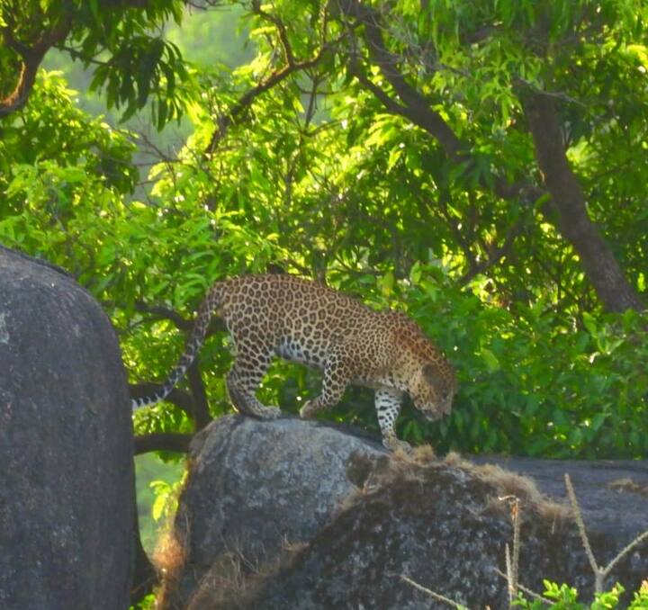 वन विभाग की टीम में भी लगातार लेपर्ड की तलाश में अलर्ट मोड पर नजर आ रही है. हालांकि, अभी तक लेपर्ड ने किसी भी तरह से इंसानों पर हमला नहीं किया है. जानकारों का मानना है कि जैसे-जैसे आबादी बढ़ रही है, वैसे-वैसे इंसानों का दखल जंगल में बढ़ रहा है. इस वजह से जंगली जानवरों की चहल कदमी का क्षेत्र कम हो रहा है. इसके चलते जानवर आबादी क्षेत्र में पहुंच रहे हैं.